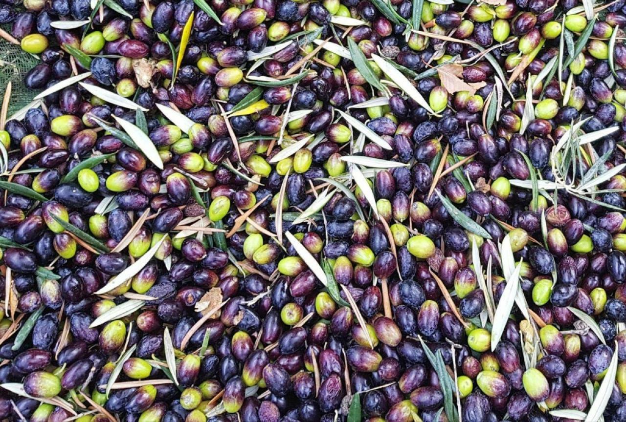Casa Rural Cortijo El Potro 奥尔希瓦 外观 照片