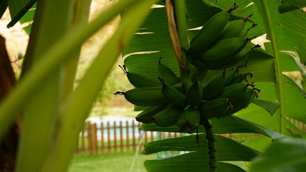 Casa Rural Cortijo El Potro 奥尔希瓦 外观 照片